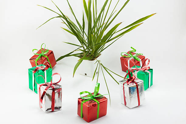 istock Christmas gift boxes and tree in pot on white background. 626320868