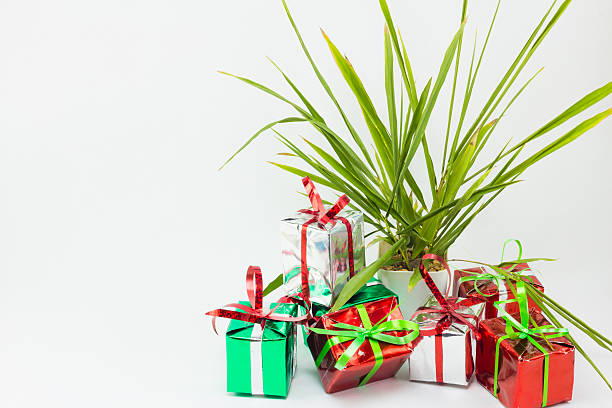 istock Christmas gift boxes and tree in pot on white background. 626320890
