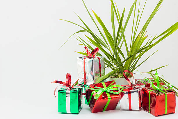 istock Christmas gift boxes and tree in pot on white background. 626320896