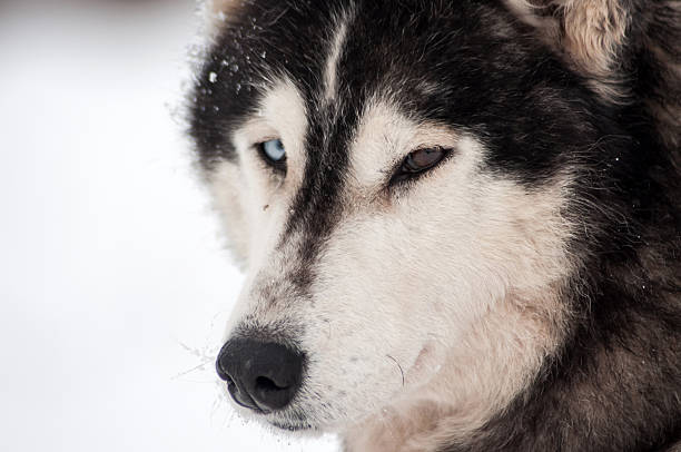 istock Husky dog portrait 626322420