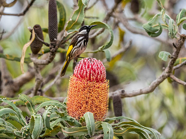White-cheeked honeyeater standing on Banksia menziesii flower Western Australia White-cheeked honeyeater  (Phylidonyris nigra) feeding on Banksia menziesii flower Western Australia. It is feeding on nectar, its main food source - the other food source is insects. honeyeater stock pictures, royalty-free photos & images