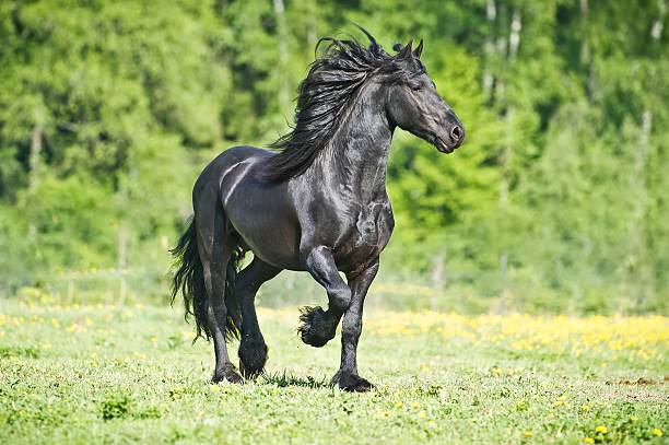 le cheval de frise noire court au galop en été - horse black stallion friesian horse photos et images de collection