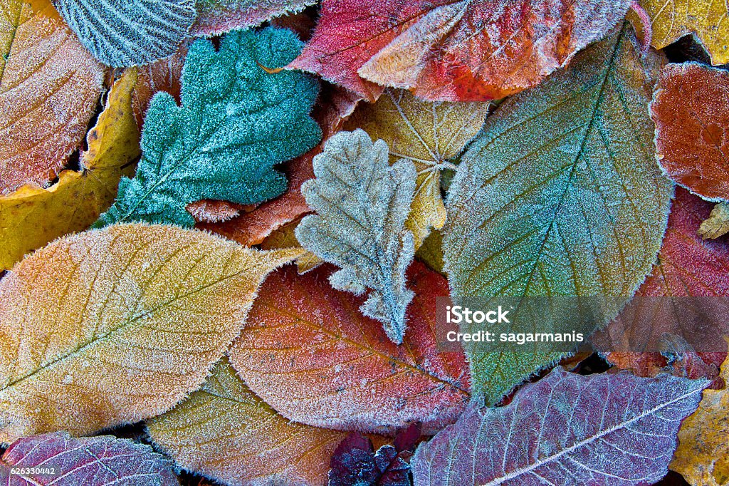 Bunte Herbstblätter mit Frost. Frostiger Herbst blättert Hintergrund - Lizenzfrei Winter Stock-Foto