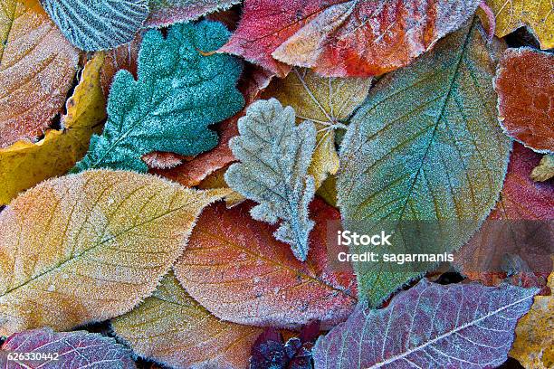 Bunte Herbstblätter Mit Frost Frostiger Herbst Blättert Hintergrund Stockfoto und mehr Bilder von Winter