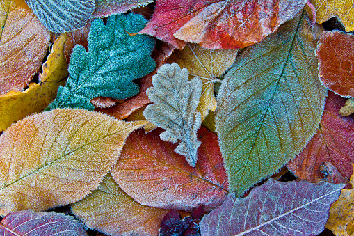 Autumn fall leaves covered with early winter frost