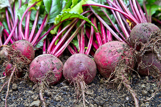 Freshly harvested organic beetroots laying on the ground soil. Beetroots. stock photo