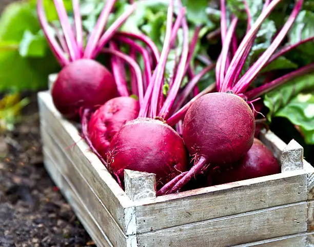 Photo of Fresh beetroots in wooden tray. Beet with leaves.