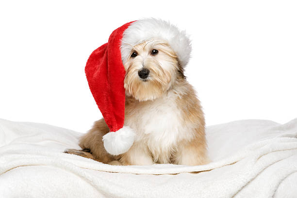 istock Cute Christmas Havanese puppy on a white bedspread 626331356
