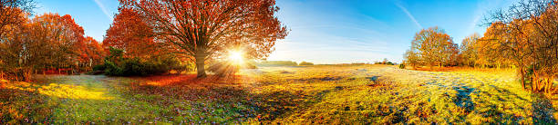 paisagem com floresta - autumn sun oak tree imagens e fotografias de stock