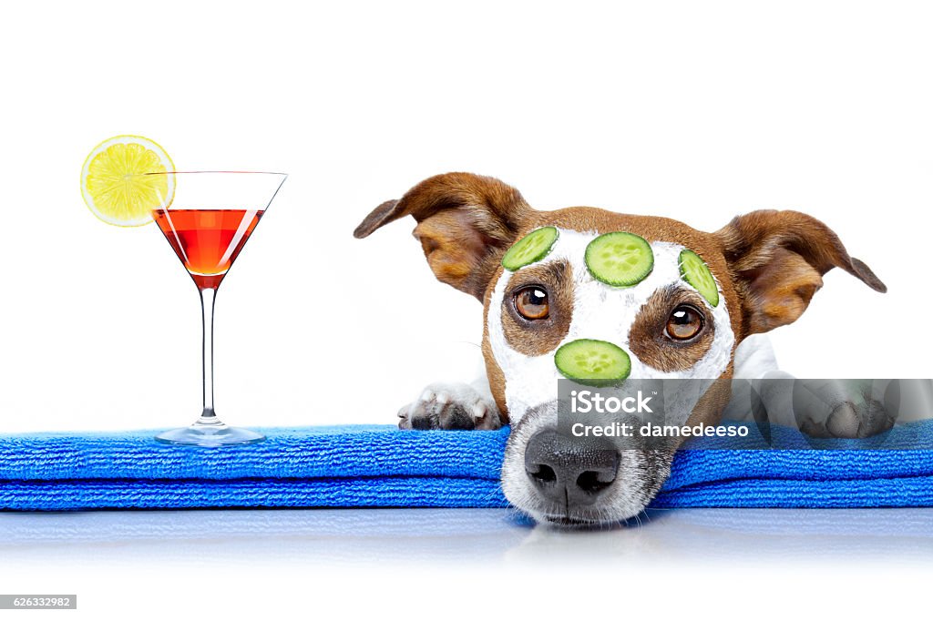 dog with a beauty mask wellness spa jack russell dog relaxing  with beauty mask in  spa wellness center , moisturizing cream mask and cucumber , isolated on white background, with cocktail drink Body Care Stock Photo