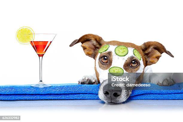 Dog With A Beauty Mask Wellness Spa Stock Photo - Download Image Now - Body Care, Pets, Banner - Sign