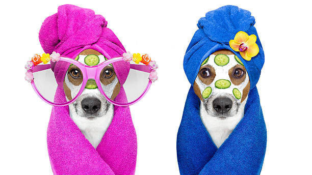 cani con una beauty mask wellness spa - puppy isolated animal cute foto e immagini stock