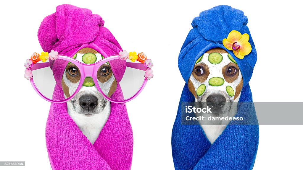dogs with a beauty mask wellness spa jack russell couple of dogs relaxing  with beauty mask in  spa wellness center , moisturizing cream mask and cucumber , isolated on white background Dog Stock Photo