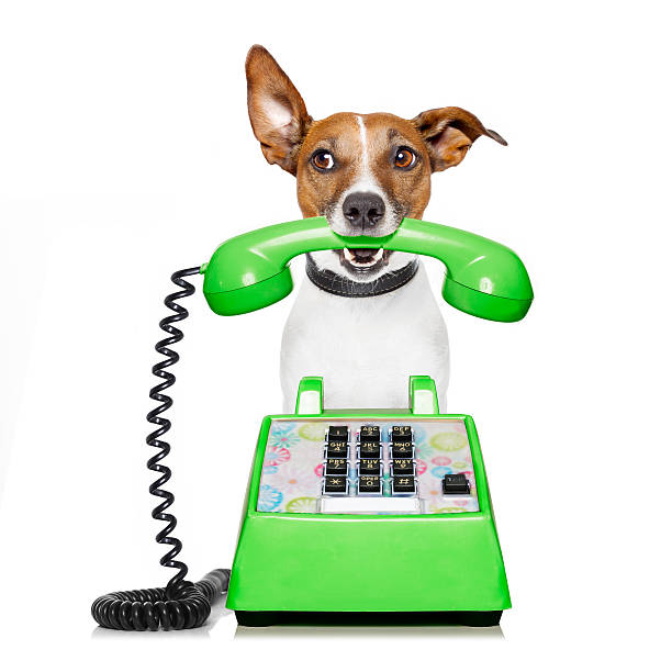 istock dog on the phone 626333100