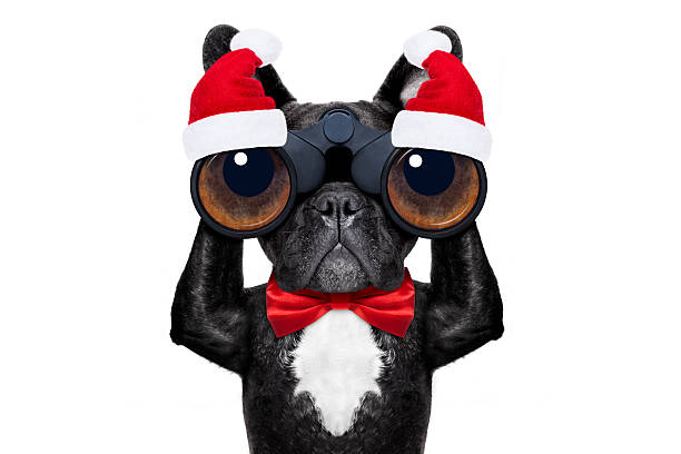 istock santa claus christmas dog 626333194