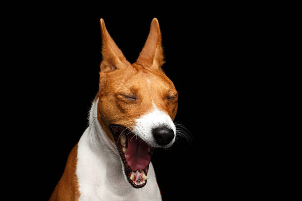 istock Pedigree White with red Basenji Dog on Isolated Black Background 626333218