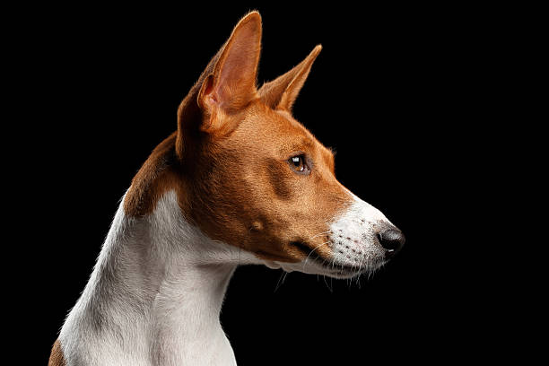 istock Pedigree White with red Basenji Dog on Isolated Black Background 626333288