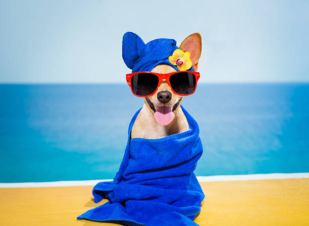 istock wellness beauty   spa  dog 626338016