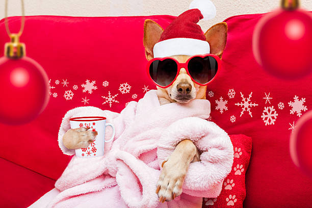 istock dog spa wellness christmas holidays 626338086