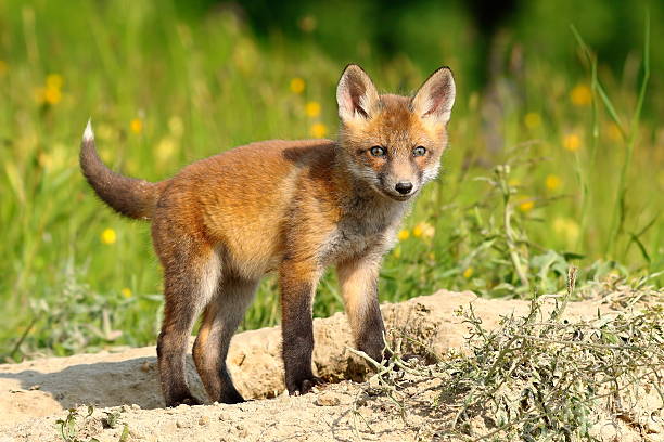 istock curious european red fox cub 626338760