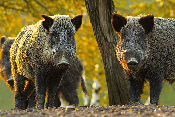 curiosos jabalíes - jabalí cerdo salvaje fotografías e imágenes de stock