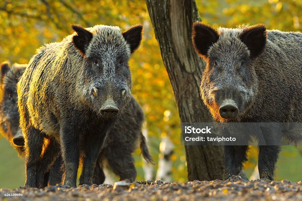 curious wild boars curious wild boars looking at the camera ( Sus scrofa ) Wild Boar Stock Photo