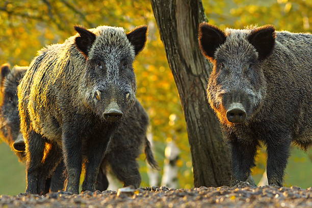 curious wild boars stock photo