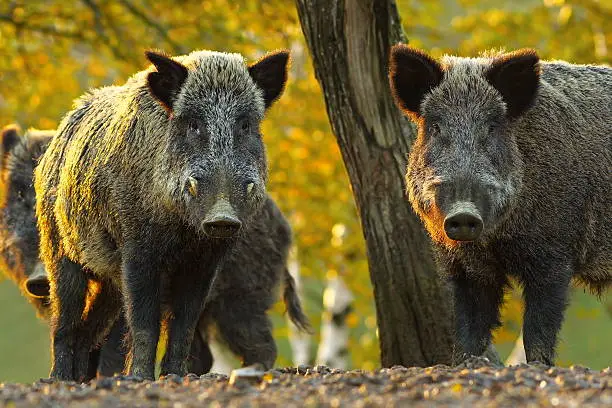 curious wild boars looking at the camera ( Sus scrofa )