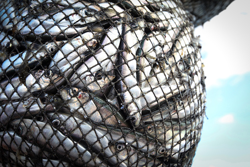 Caught fishes in the net at north coast of Sweden.