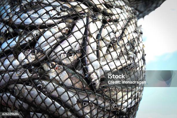 Fishes In The Net Stock Photo - Download Image Now - Commercial Fishing Net, Fish, Fishing Industry