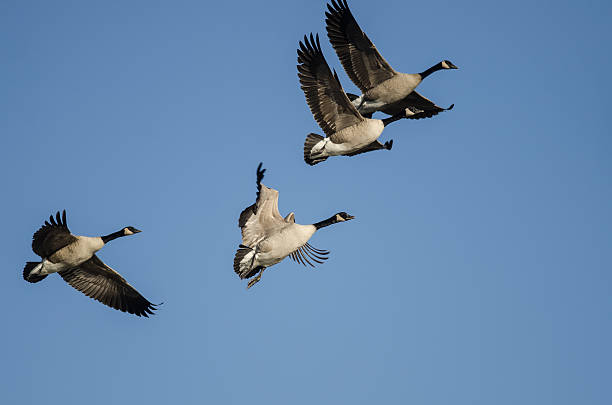 istock Flock of Canada Geese Flying in a Blue Sky 626340388