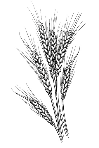Hand drawn vector illustration of wheat. Isolated on white background. Retro style.