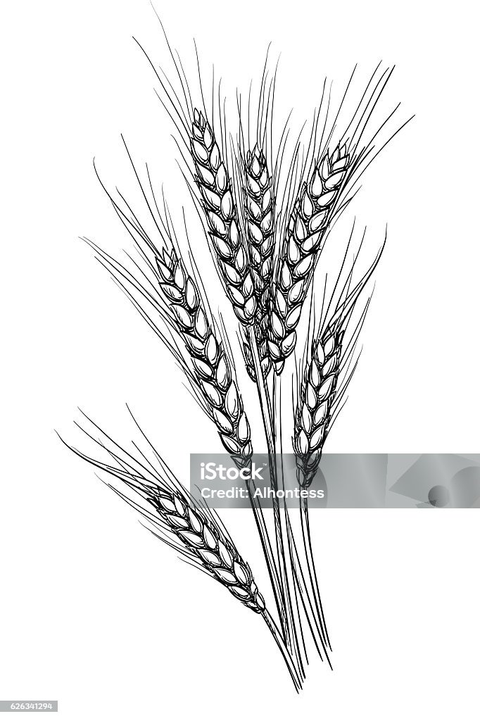 Vector illustration of wheat. Hand drawn vector illustration of wheat. Isolated on white background. Retro style. Wheat stock vector