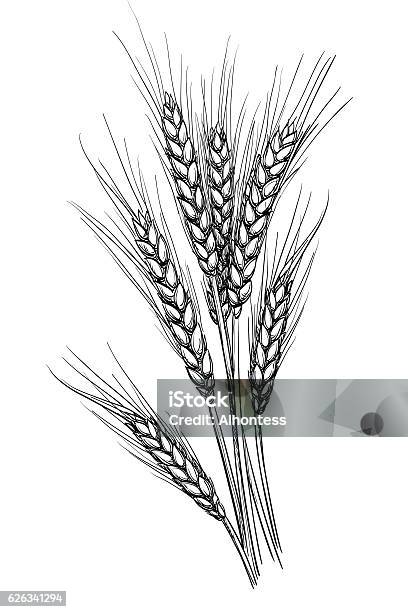 Vector Illustration Of Wheat Stock Illustration - Download Image Now - Wheat, Illustration, Drawing - Activity