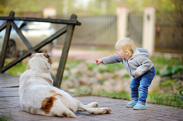istock Toddler playing with big dog 626341534