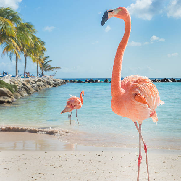 Three flamingos on the beach Flamingos on the Aruba beach. Flamingo beach aviary photos stock pictures, royalty-free photos & images