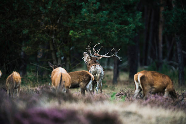 istock Roaring red deer stag between hinds in mating season. 626341754