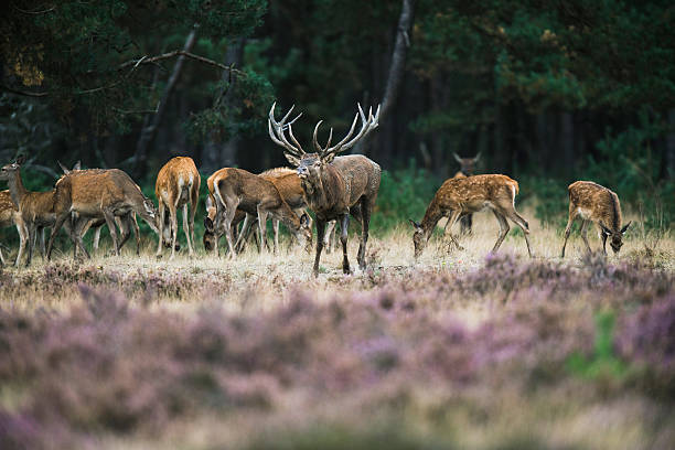 Red deer stag with herd of hinds walking towards camera. National Park Hoge Veluwe.