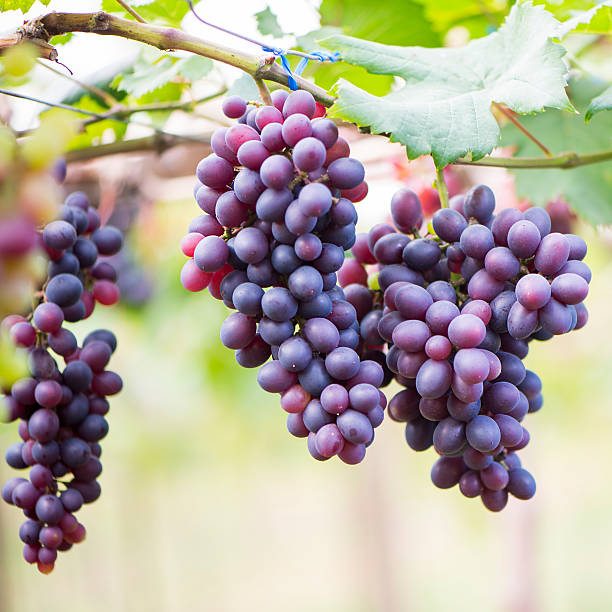 uvas vermelhas roxas com folhas verdes sobre as videira. - agriculture purple vine grape leaf imagens e fotografias de stock