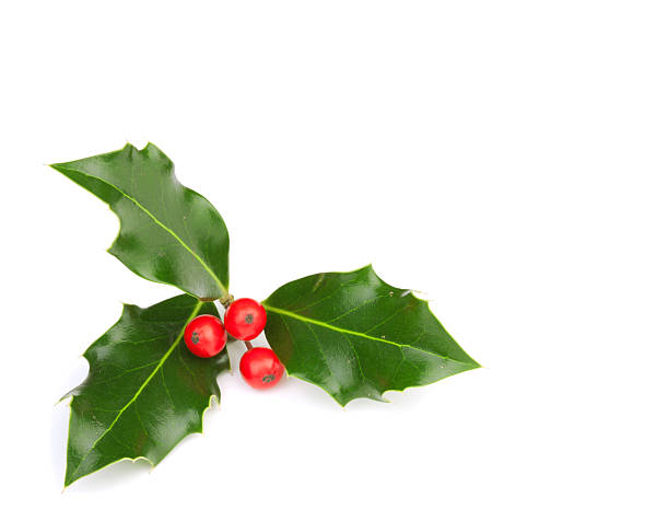 istock Christmas Holly Isolated on a White Background 626348510