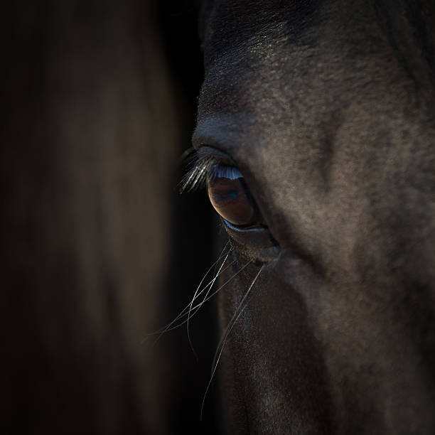 istock Horse eye close-up 626349292