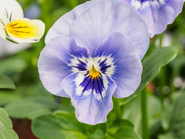 istock Wild Pansy (Viola tricolor), aka heart's ease, heart's delight, 626350362