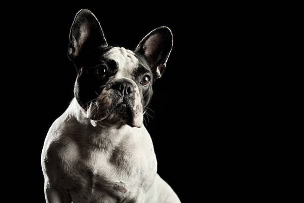 retrato blanco de bulldog francés - french bulldog fotografías e imágenes de stock