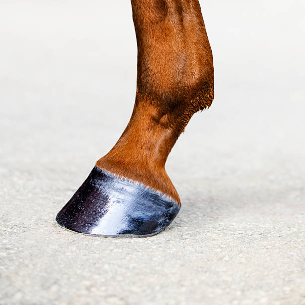 Horse leg with hoof Horse leg with hoof. Skin of chestnut horse. Animal hoof close-up. Square format. animal leg stock pictures, royalty-free photos & images