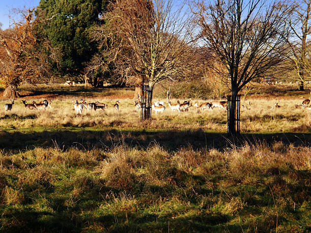 istock herd of deer in park 626351512