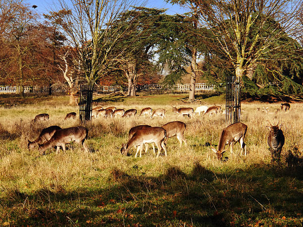 istock herd of deer in park 626351806
