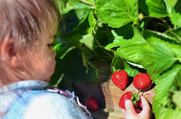istock Fruits and Vegetables - Garden Strawberry 626351934