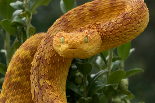 Venomous Orange Bush Viper Snake (Atheris squamigera) Ready to Strike