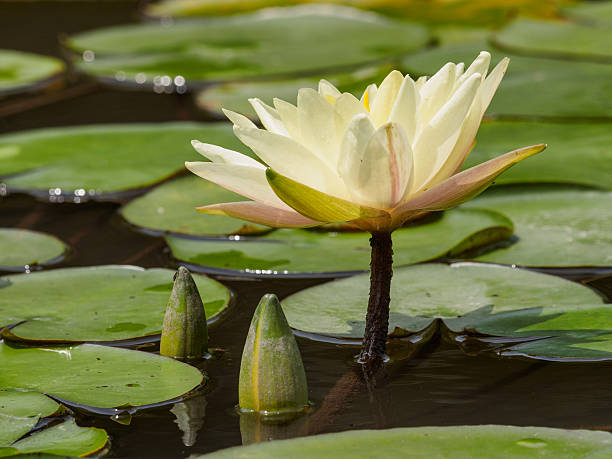 série de fleurs d’été, belle agine jaune dans l’étang. - pond water lily water drop photos et images de collection