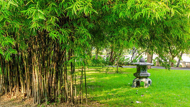 istock Green Park with Tree and Lawn Background 626354036